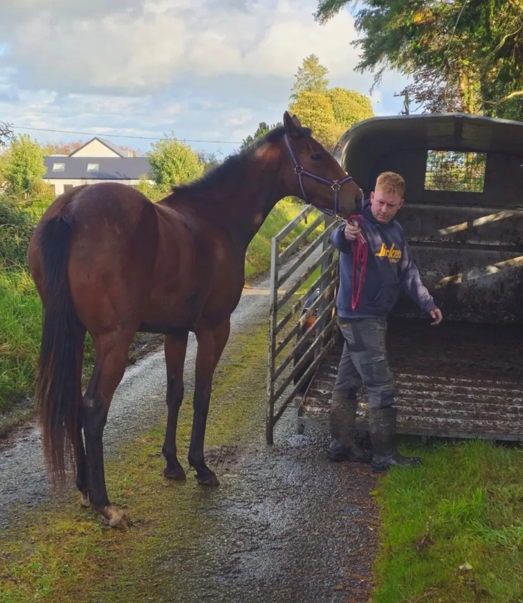 16hh bay mare ID x TB 4 years old - Image 2