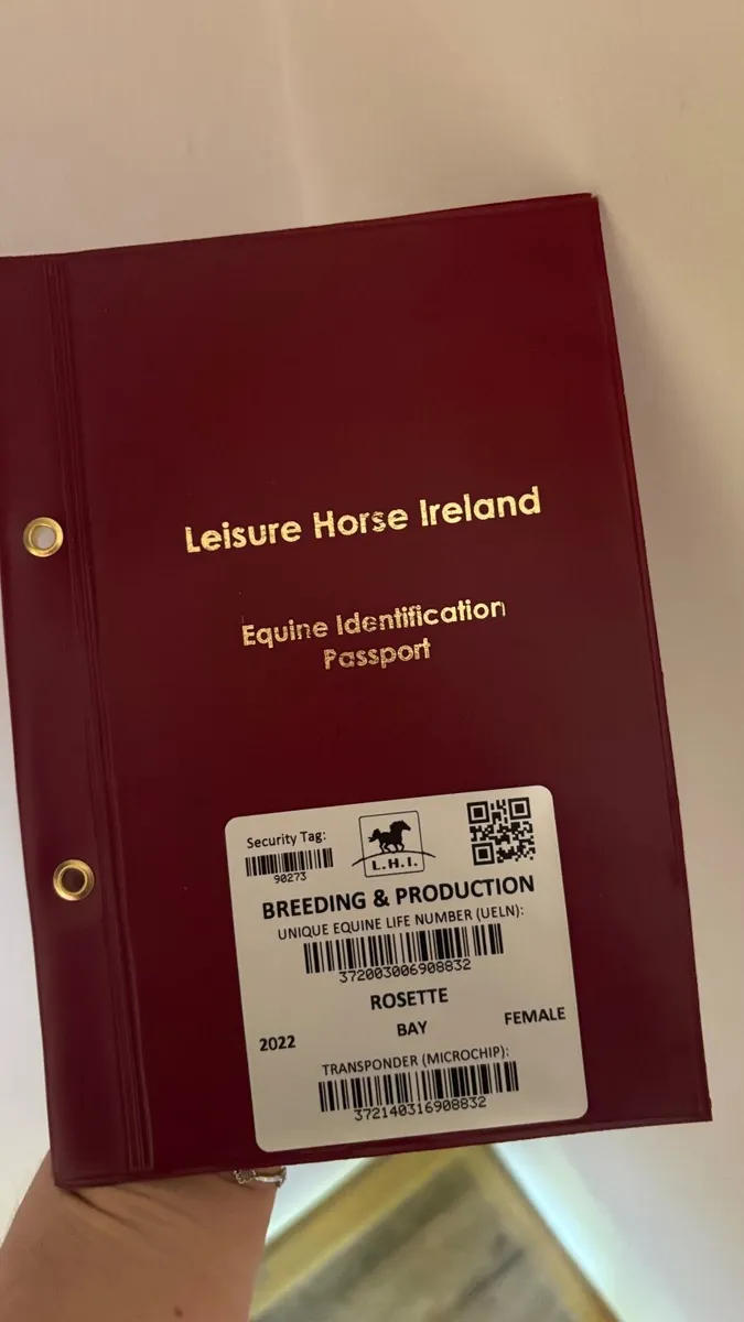16hh bay mare ID x TB 4 years old - Image 3