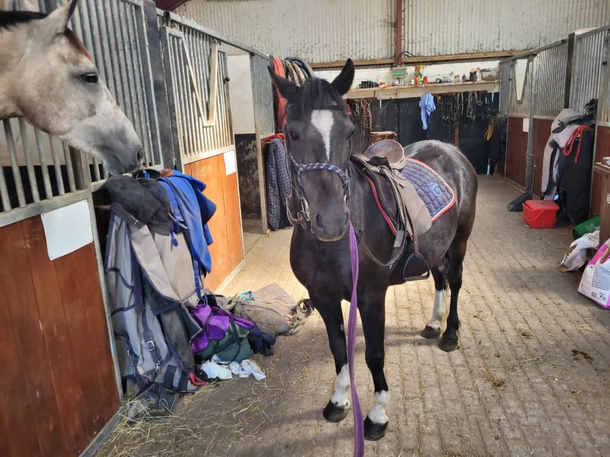 Pony - Image 2