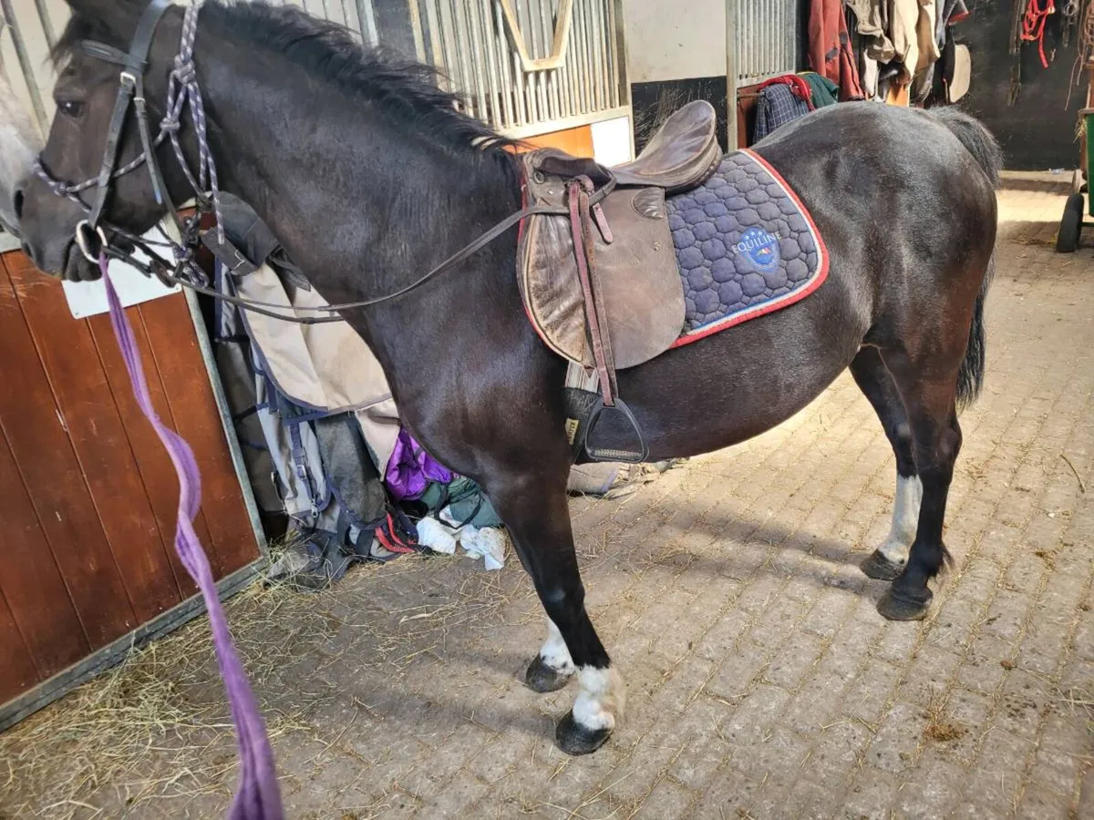 Pony - Image 4