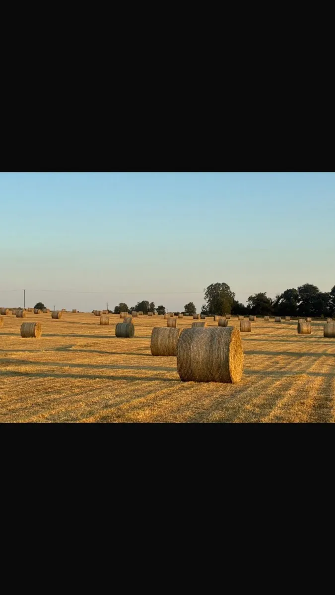 Hay for sale - Image 1