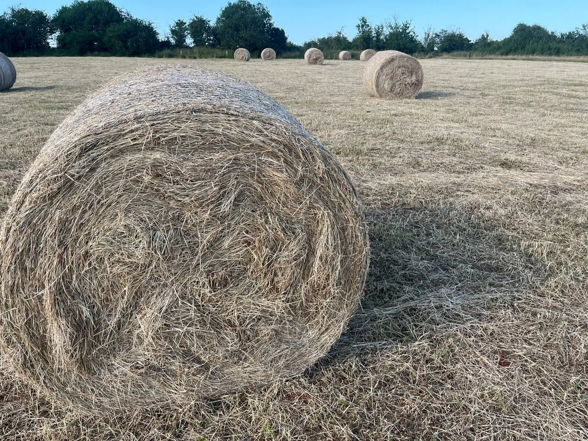 Hay - Image 3