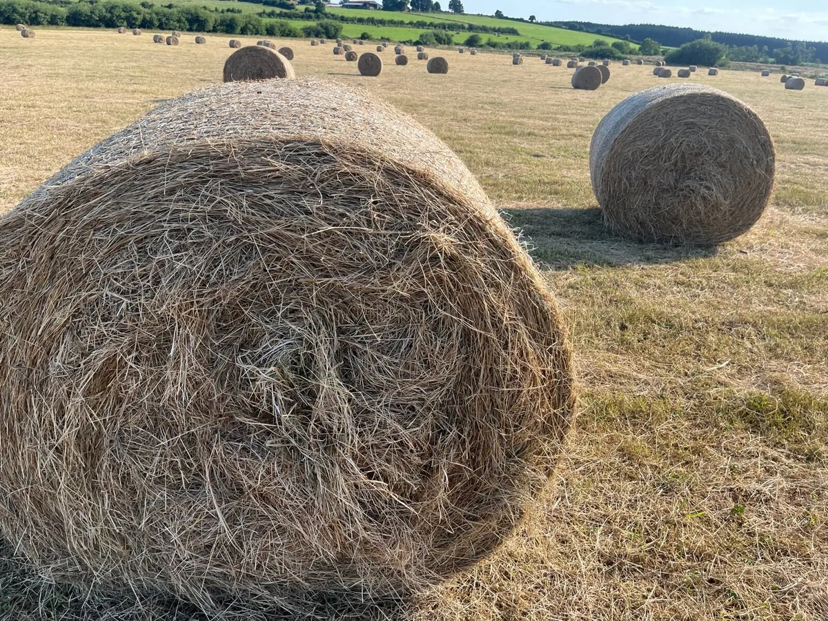 Hay - Image 2