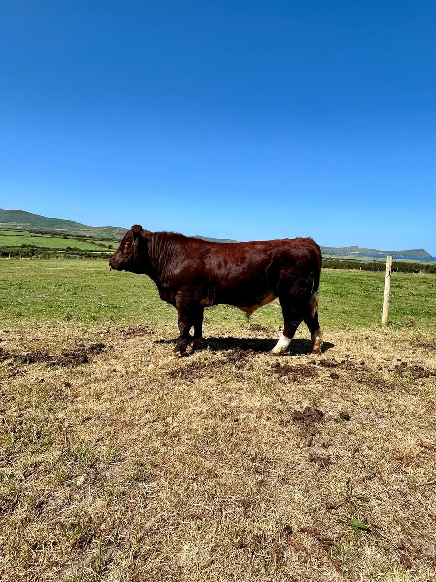 PBR Shorthorn Bull - Image 1