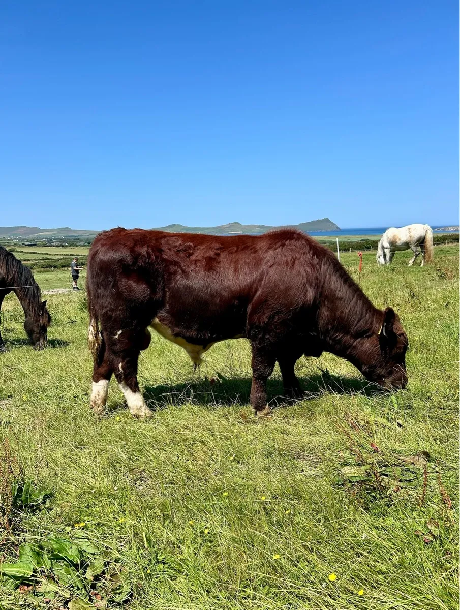 PBR Shorthorn Bull - Image 2
