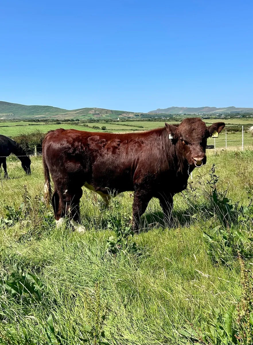 PBR Shorthorn Bull - Image 3