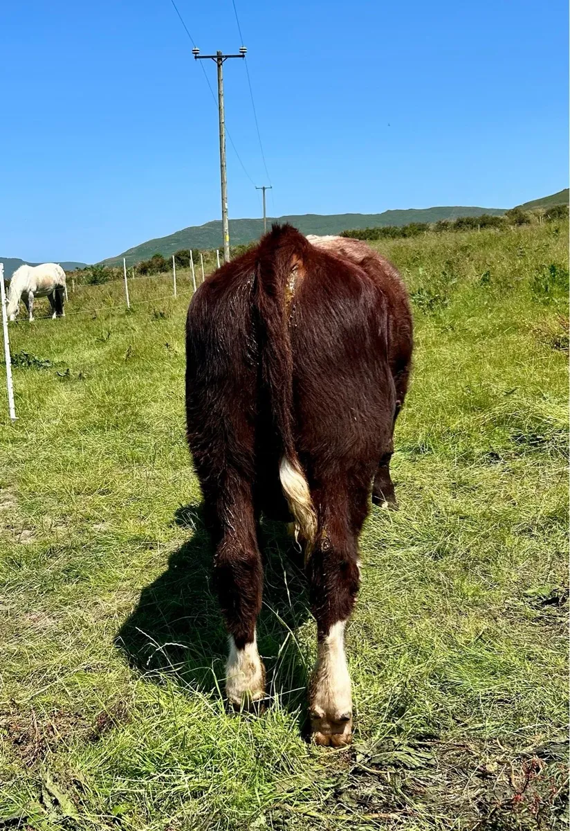 PBR Shorthorn Bull - Image 4