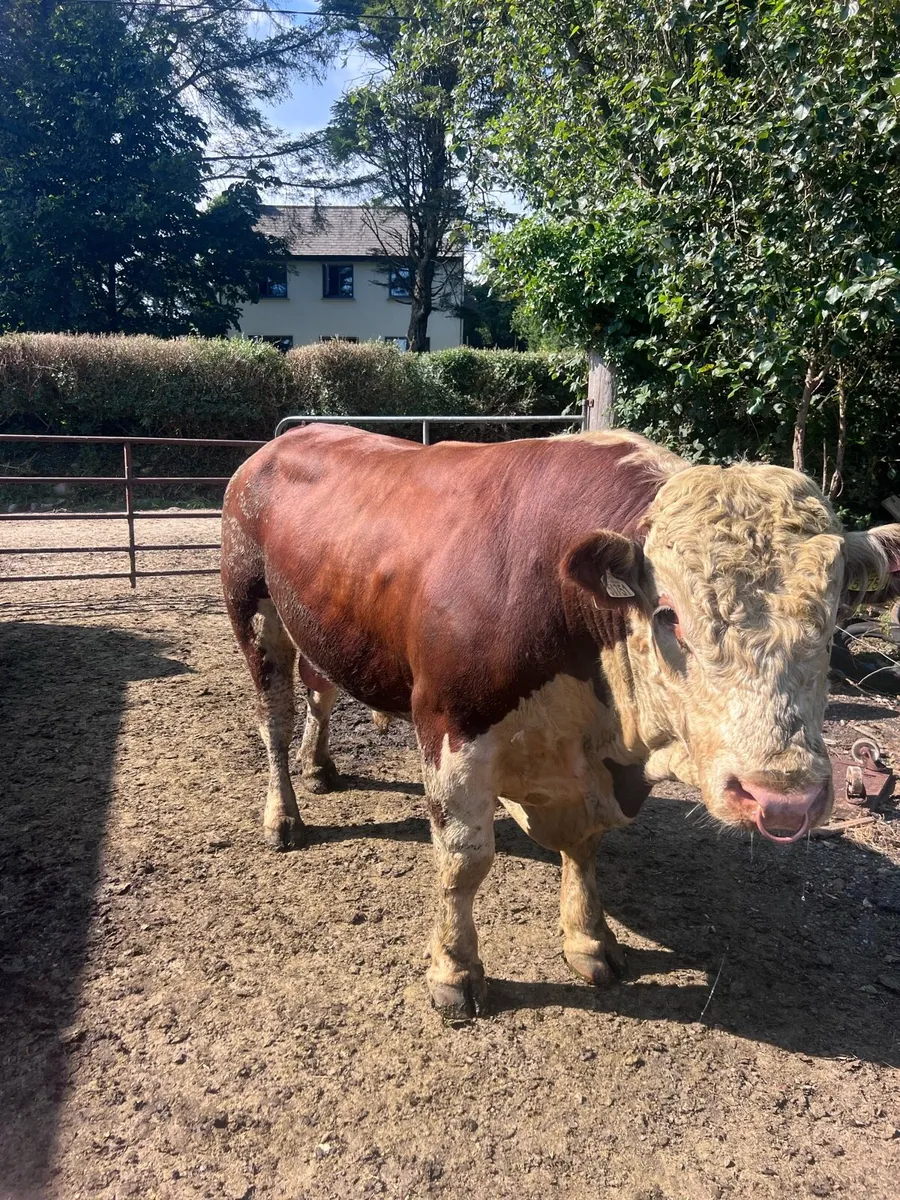 Hereford bull