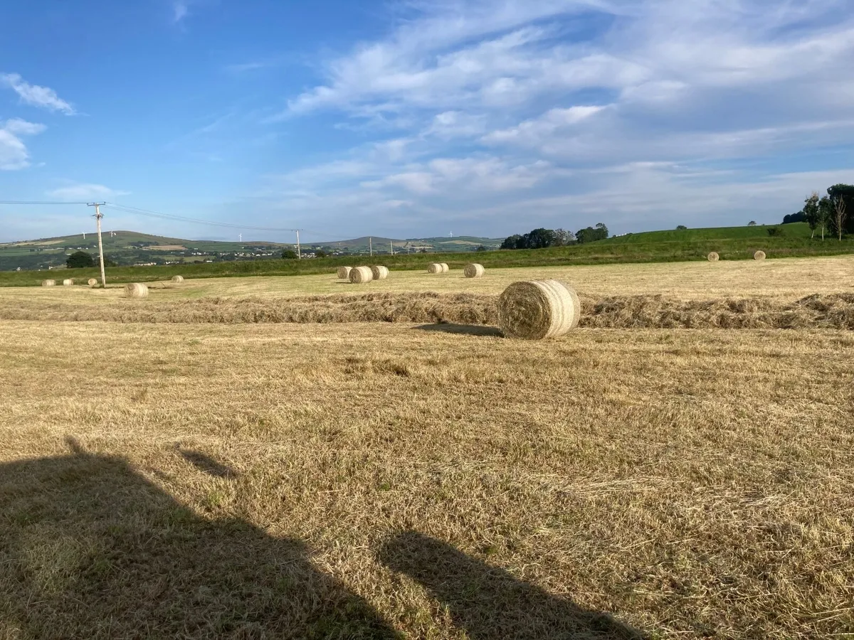 Hay - Image 2