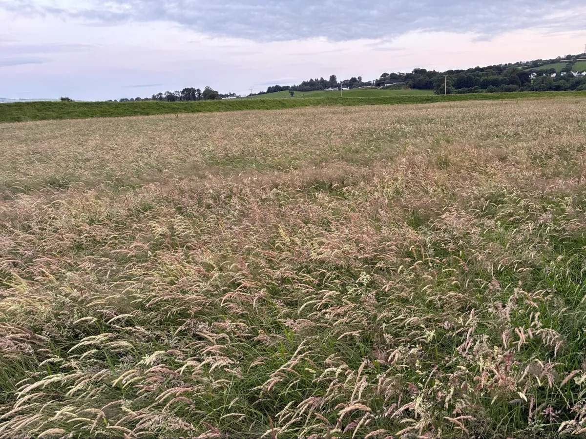 Hay - Image 4
