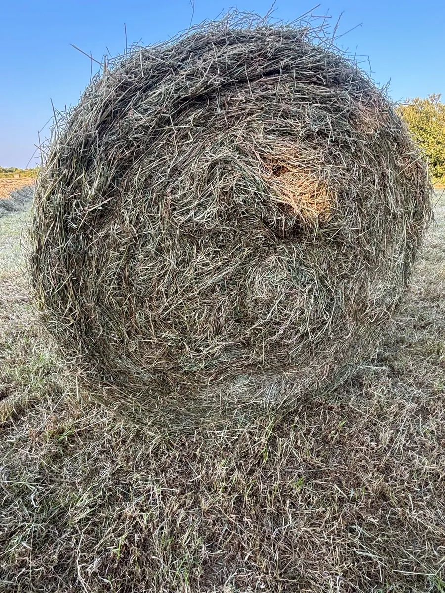 Hay - Image 2