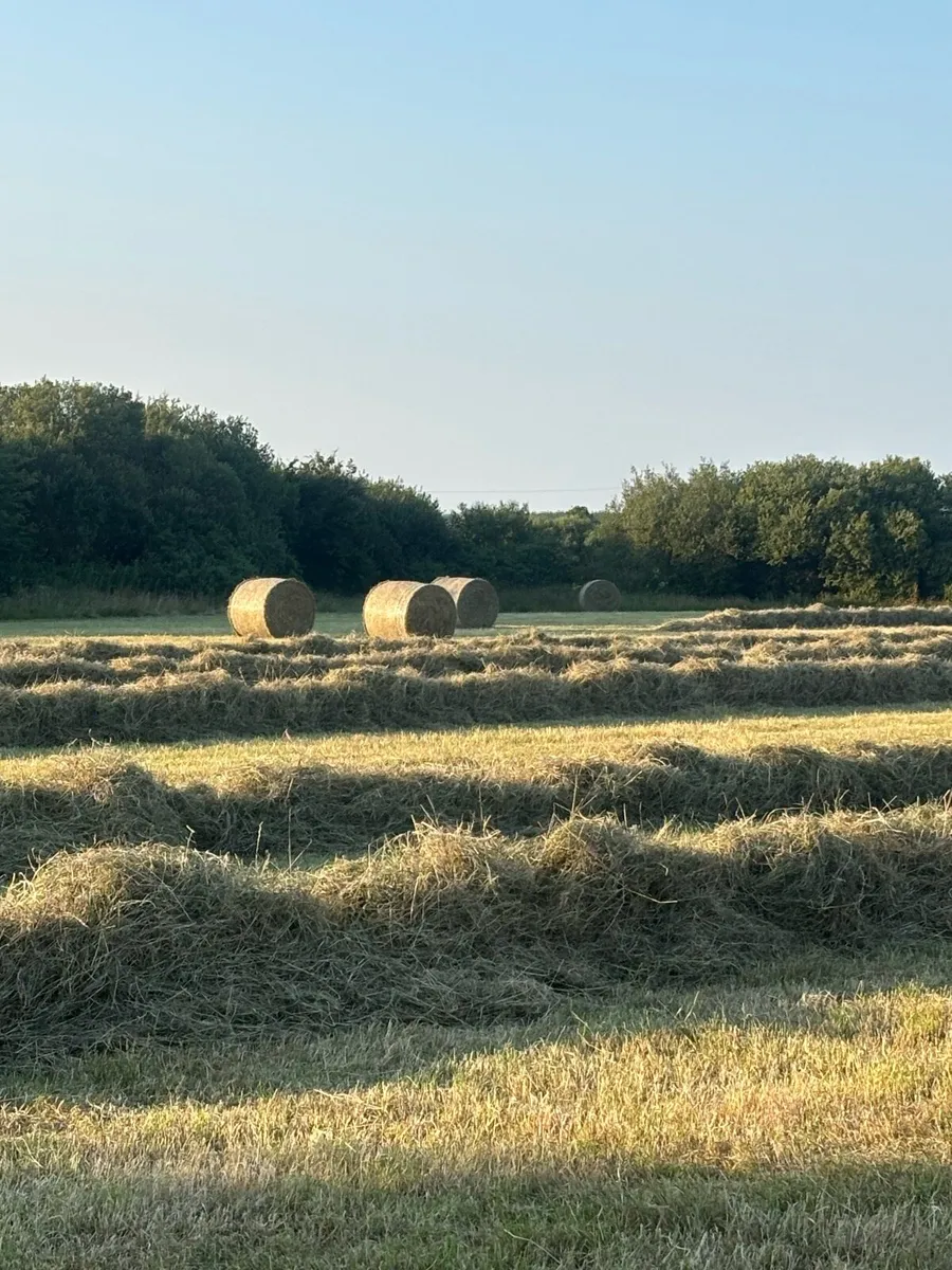 Hay - Image 3