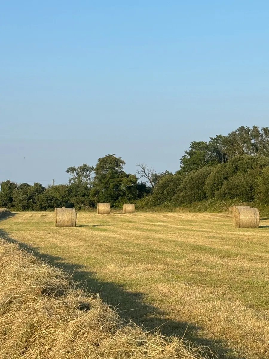Hay - Image 4
