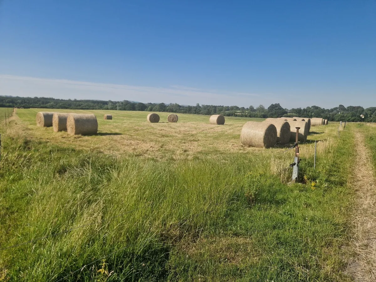 Organic Hay