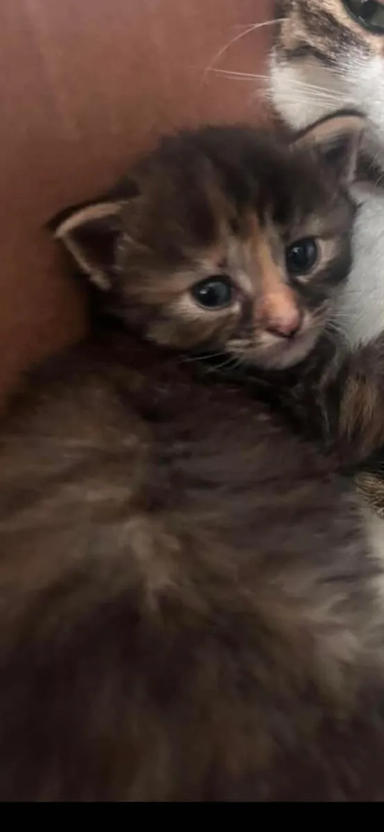2 beautiful female kittens Euro120.00 - Image 1