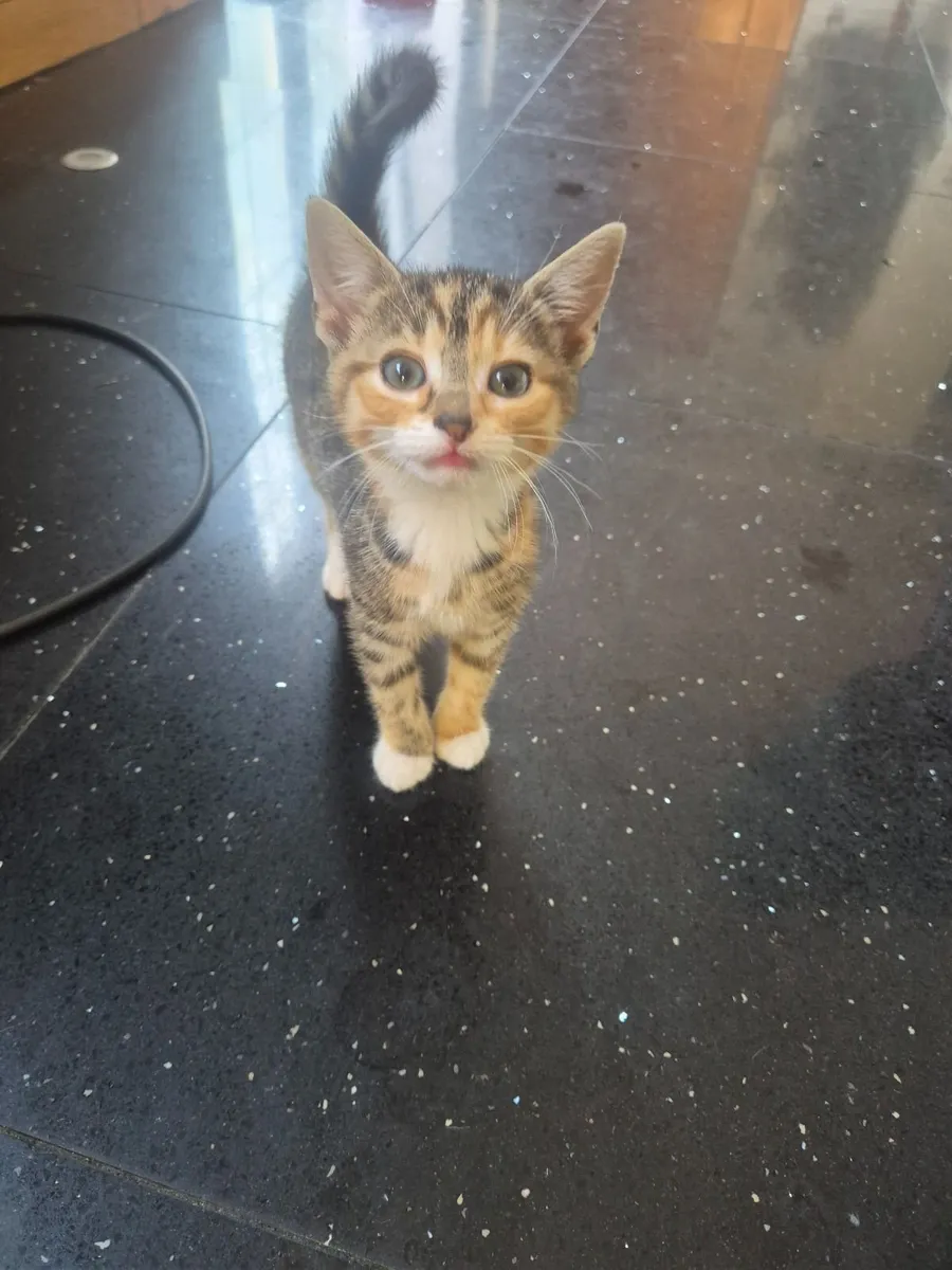 2 beautiful female kittens Euro120.00 - Image 2