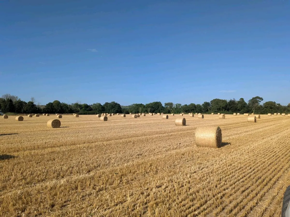 Barley straw - Image 1
