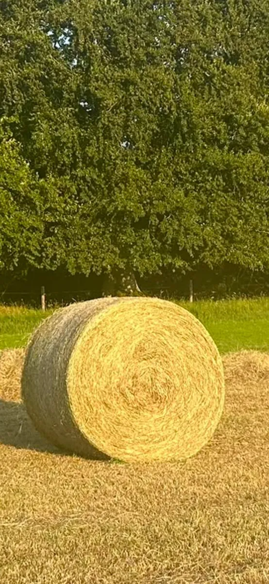 Hay