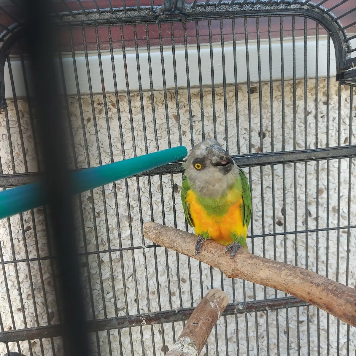 Birds - Image 1
