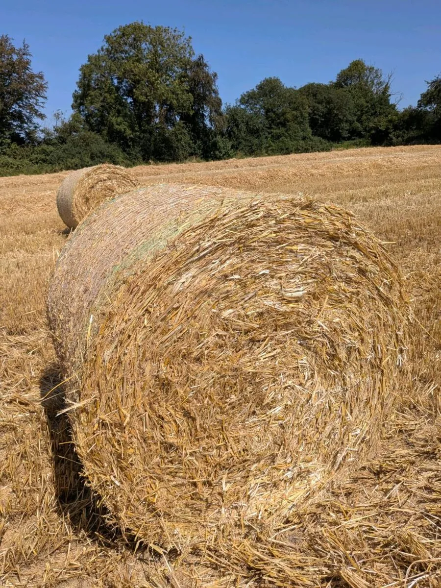 Barley straw - Image 3