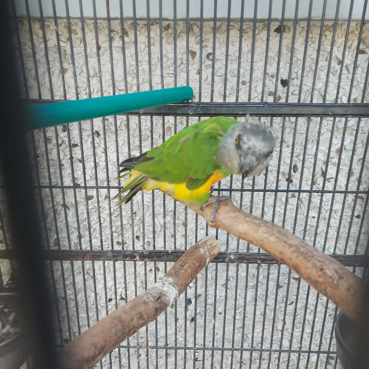 Birds - Image 2