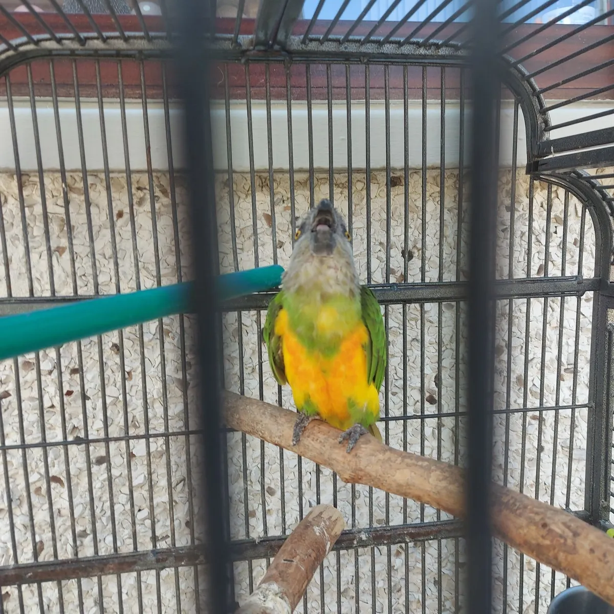 Birds - Image 3