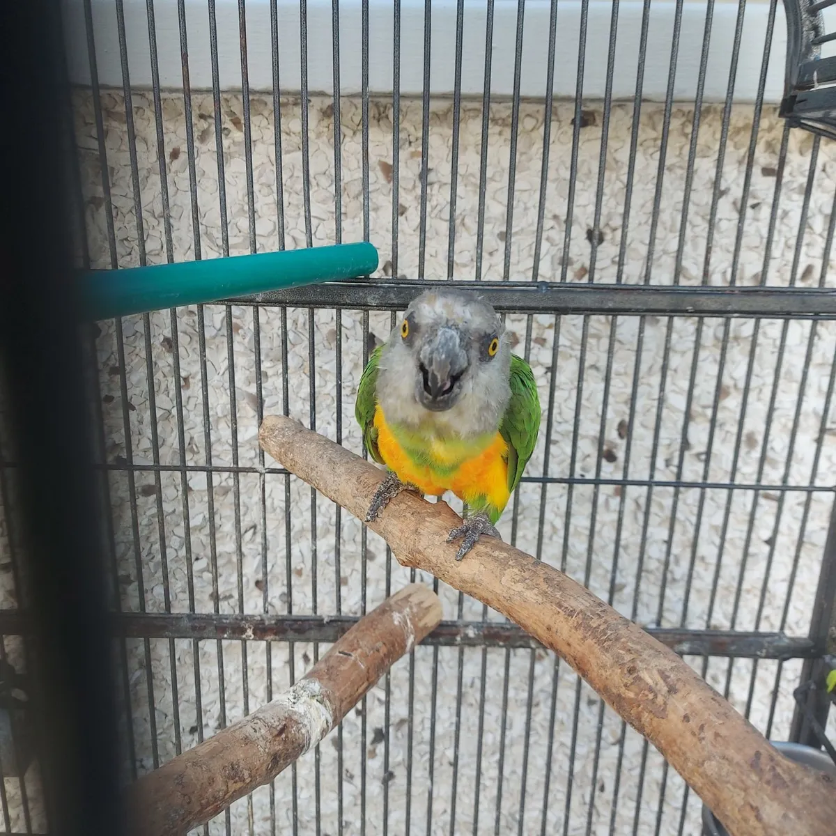 Birds - Image 4