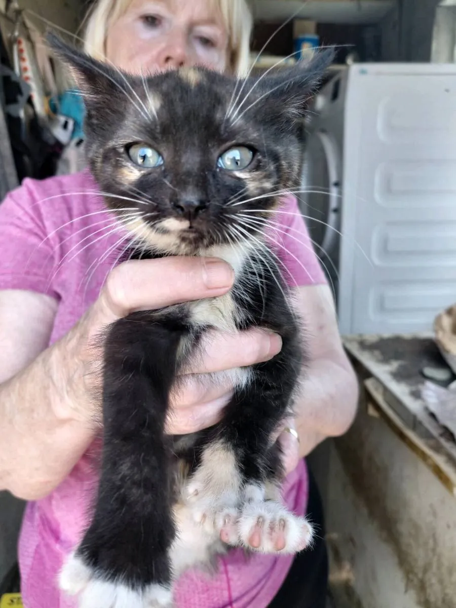 Kittens - Image 1