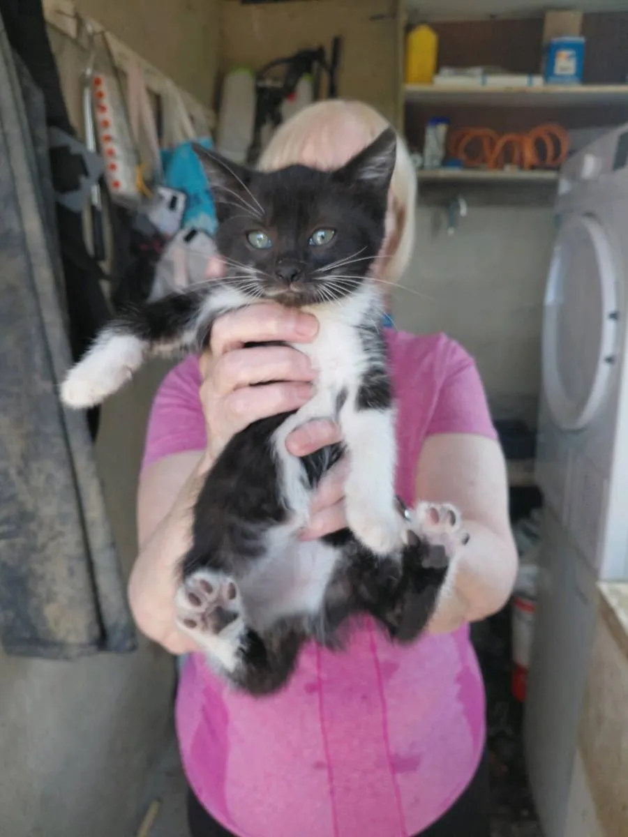 Kittens - Image 3