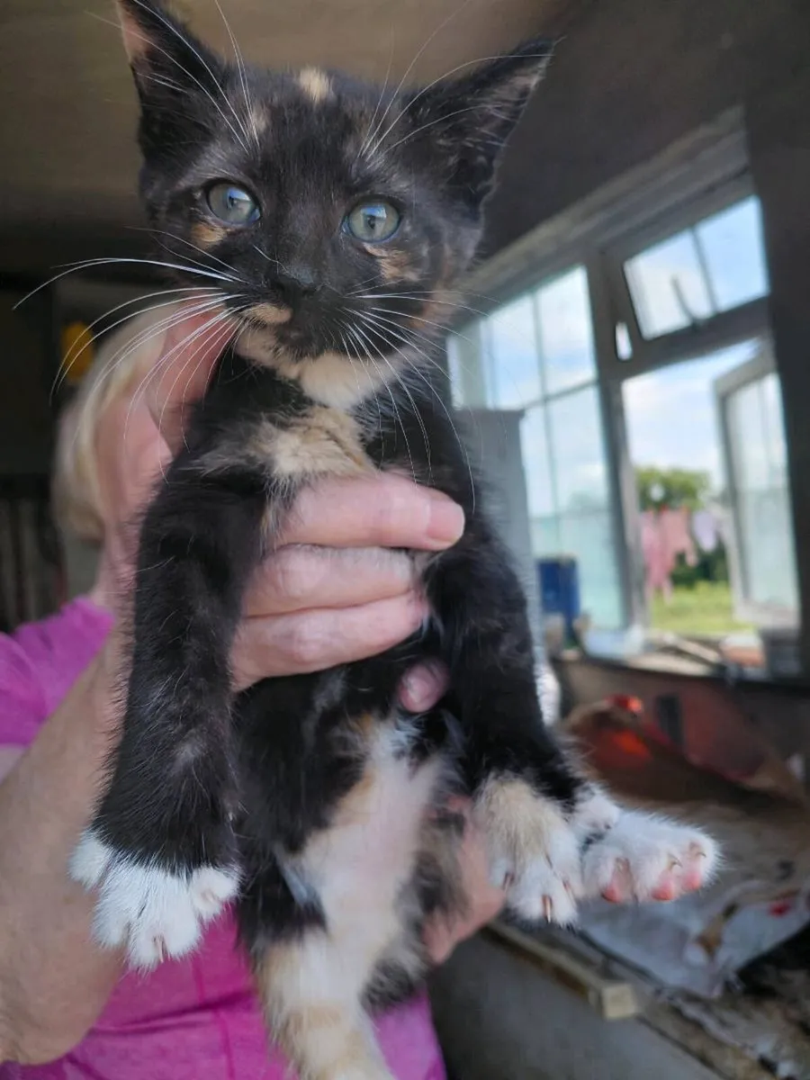 Kittens - Image 2