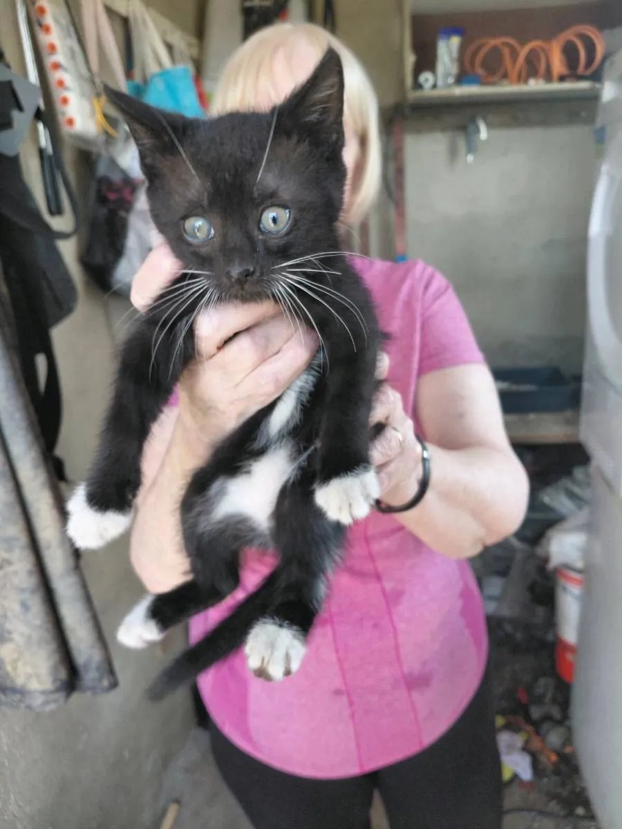 Kittens - Image 4