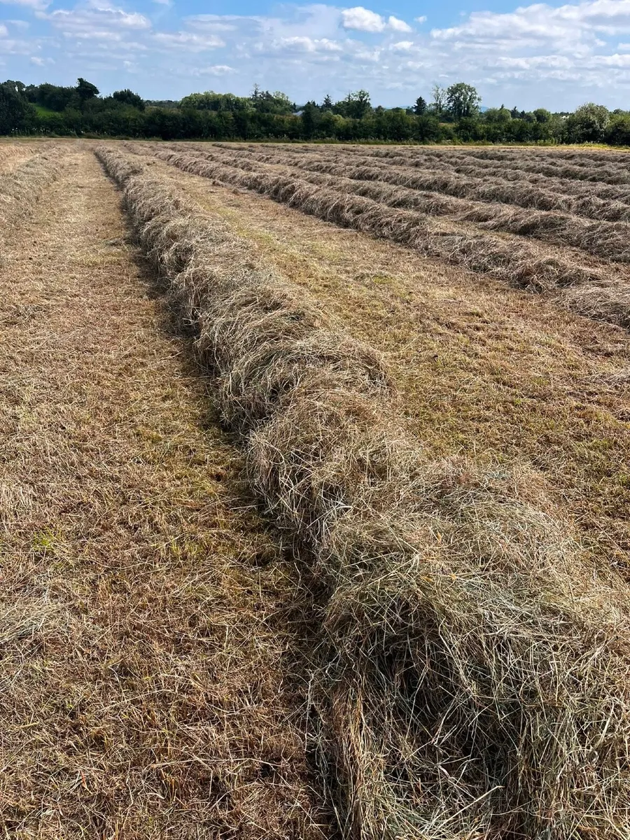 Square baled hay 2026 - Image 3
