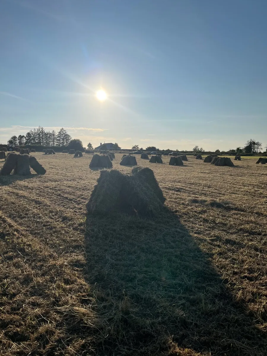 Square baled hay 2026 - Image 4