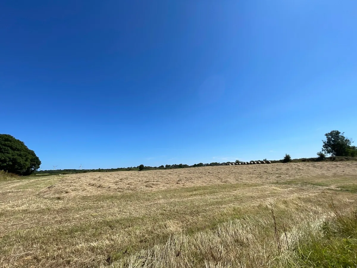 Top Quality hay for sale Round and square - Image 2