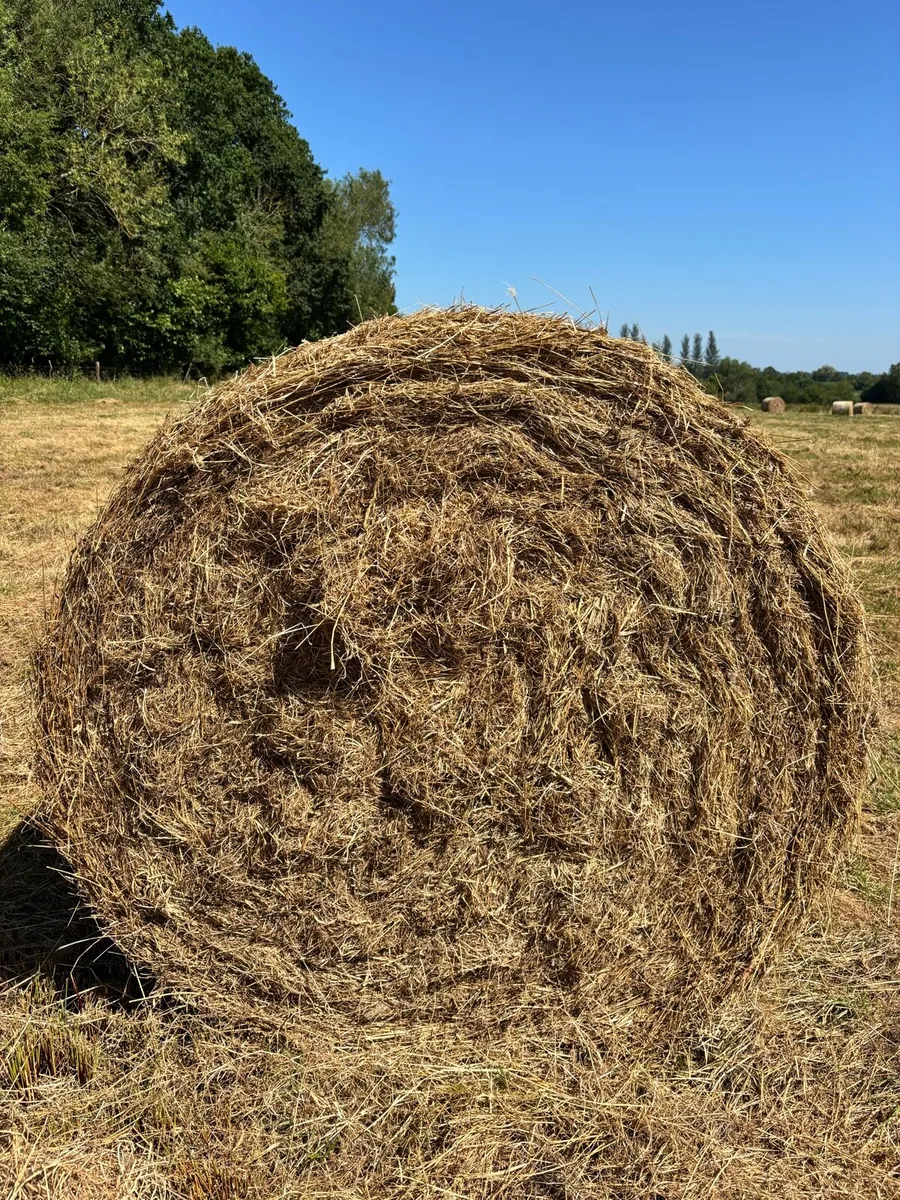Bales for Bedding - Very Dry - Image 2