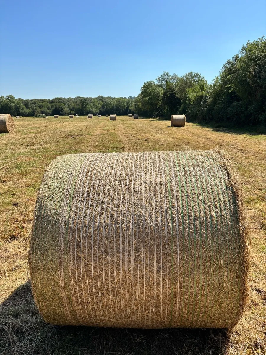 Bales for Bedding - Very Dry - Image 3