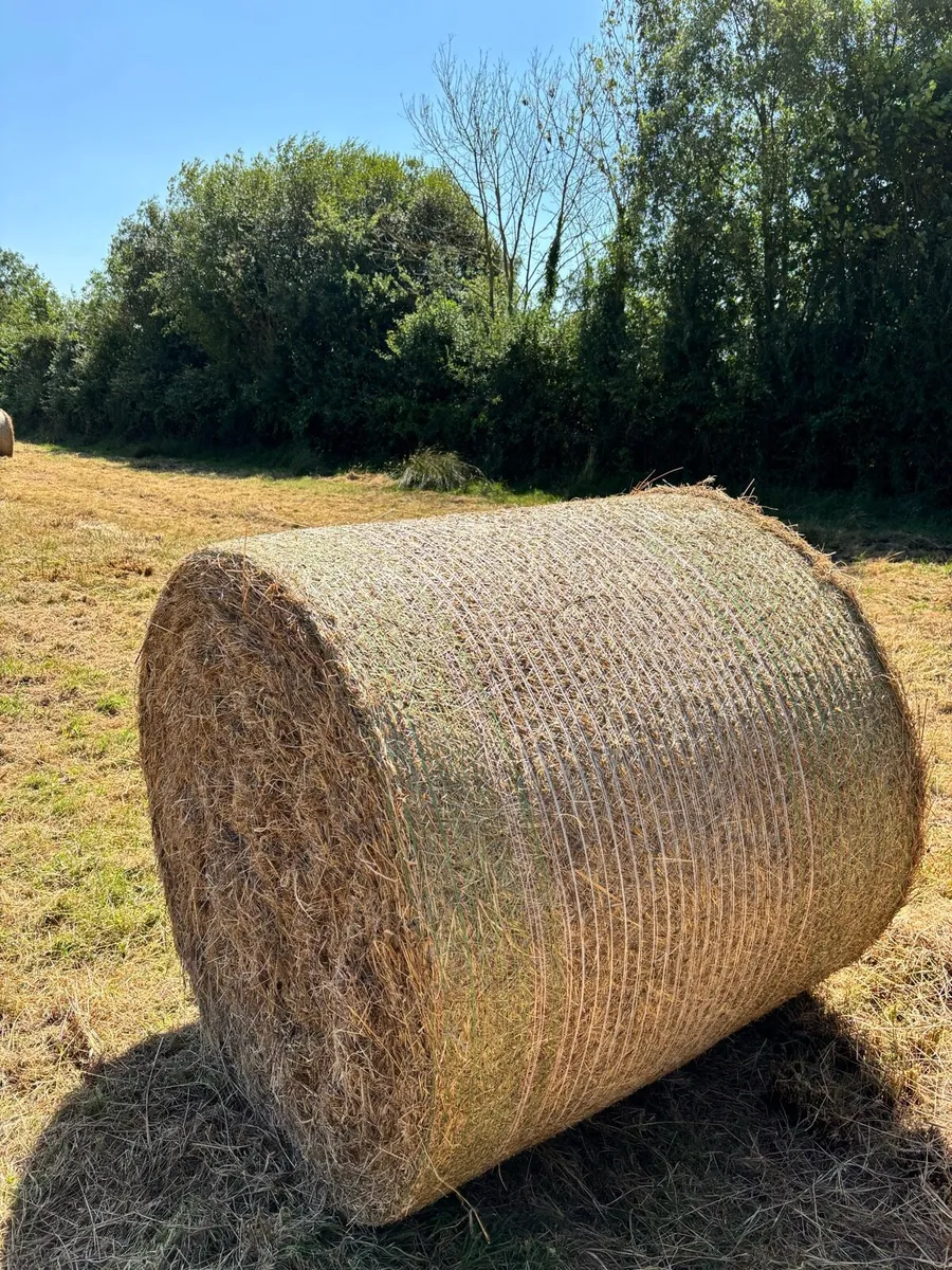 Bales for Bedding - Very Dry - Image 4