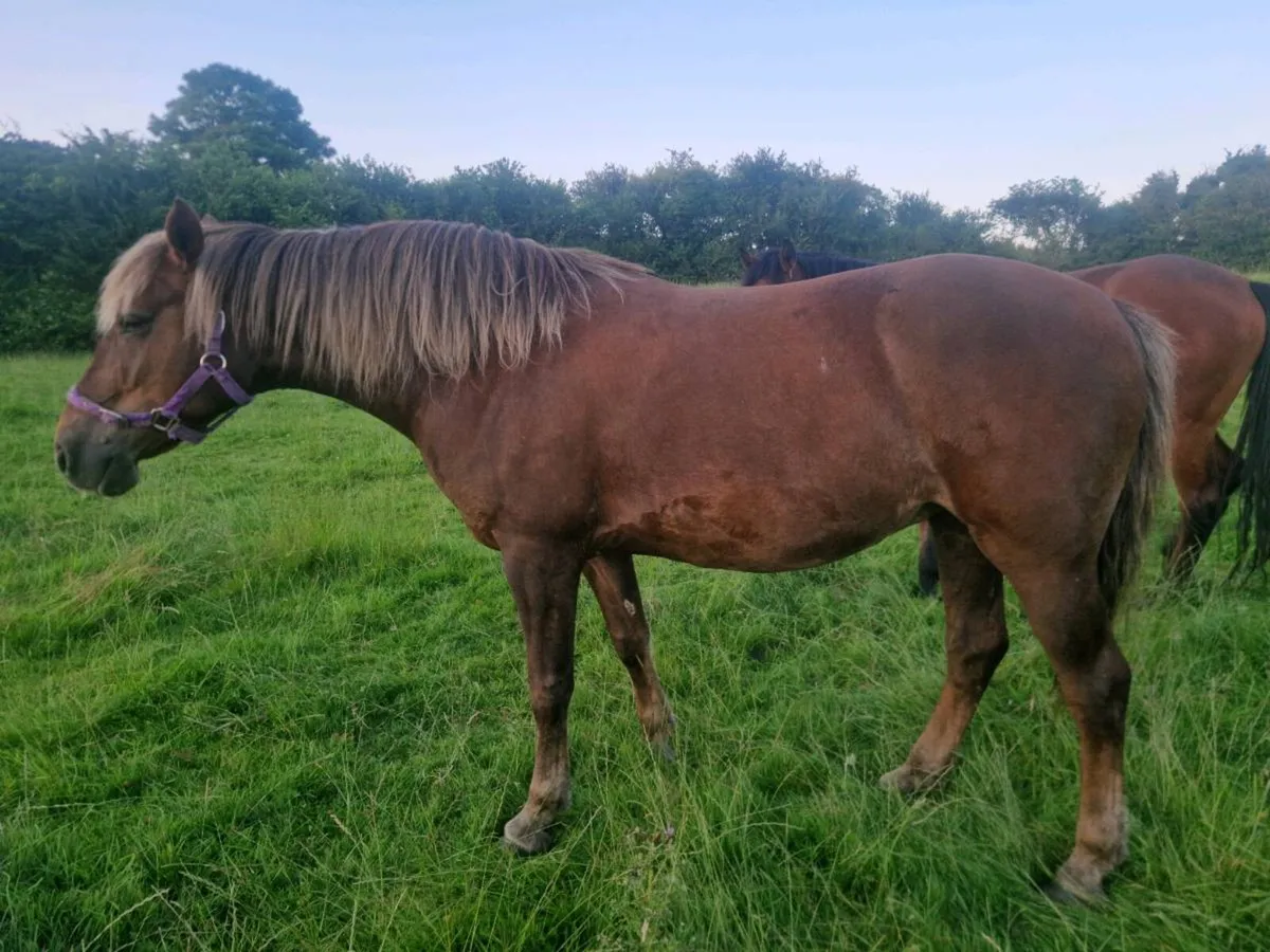 Conemara Pony - Image 4