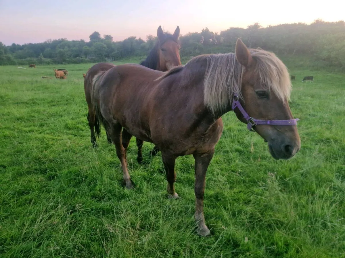 Conemara Pony - Image 1