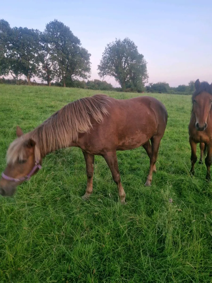 Conemara Pony - Image 2