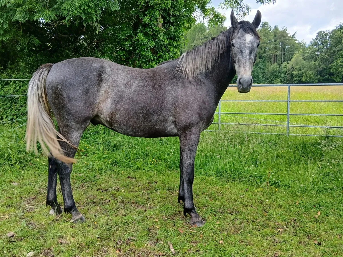 3yrs ish Gelding - Image 3