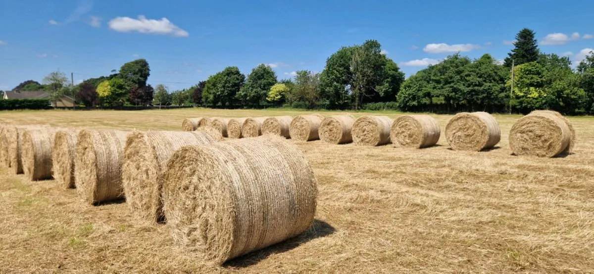 Hay Top Quality - Image 1