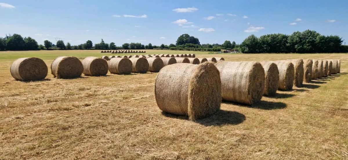 Hay Top Quality - Image 4