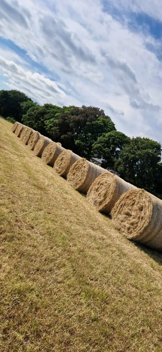 Hay Top Quality - Image 2