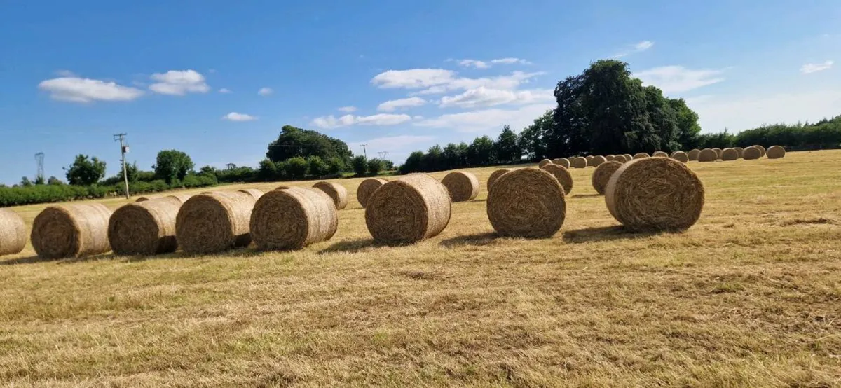 Hay Top Quality - Image 3