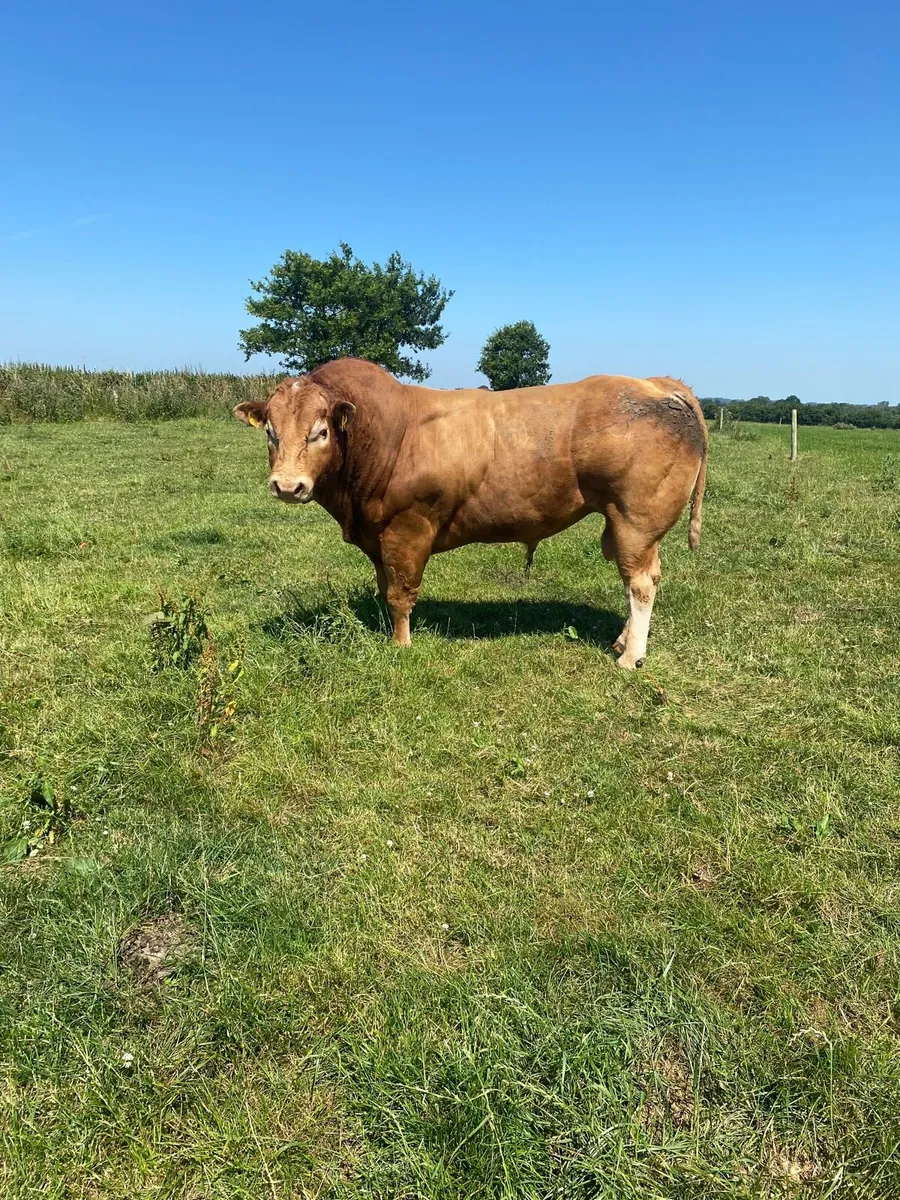 Limousin Stock Bull - Image 2