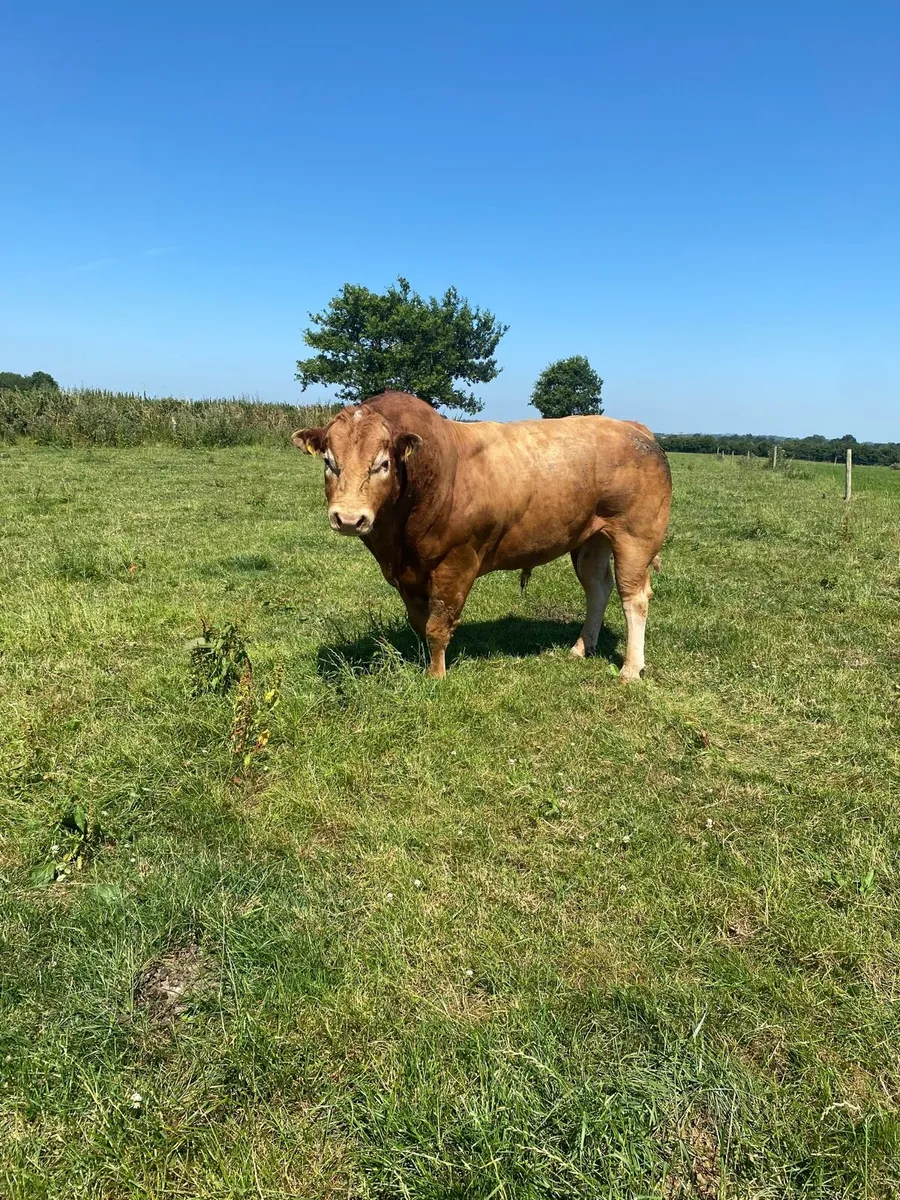 Limousin Stock Bull - Image 3