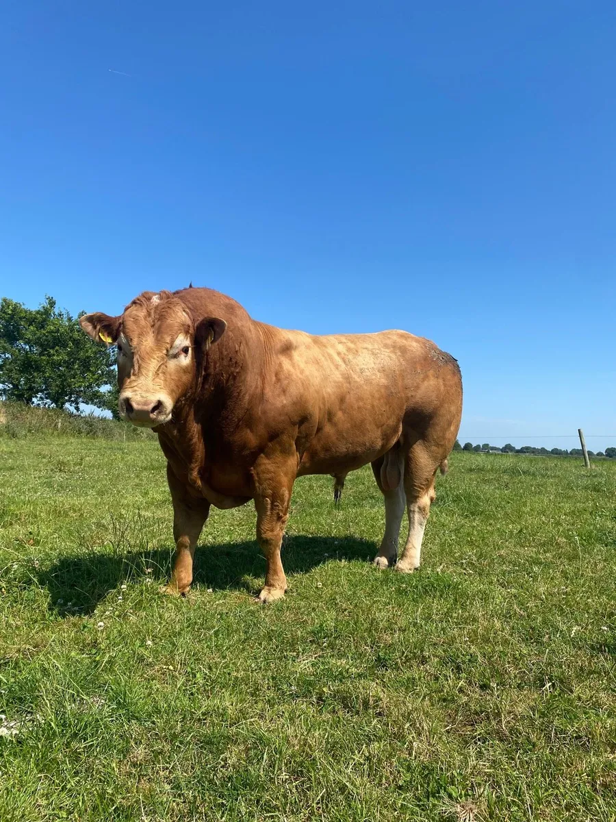 Limousin Stock Bull - Image 1