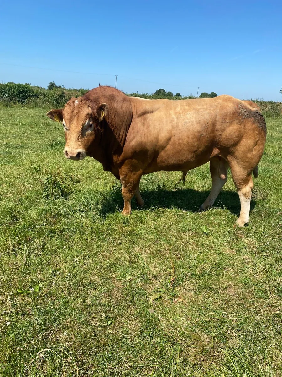 Limousin Stock Bull - Image 4