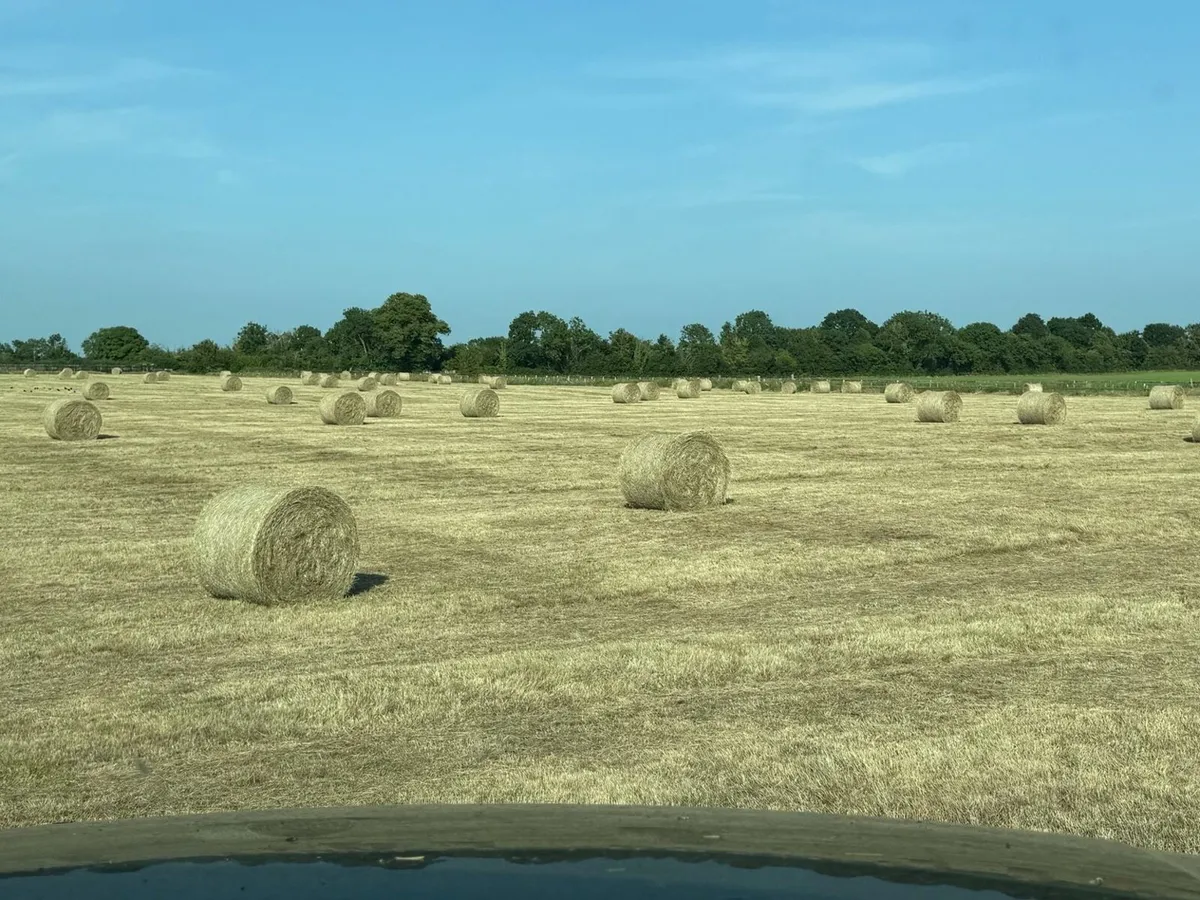 Premium Horse Hay – Large Round Bales - Image 1